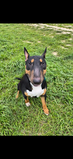 Photo de Arko