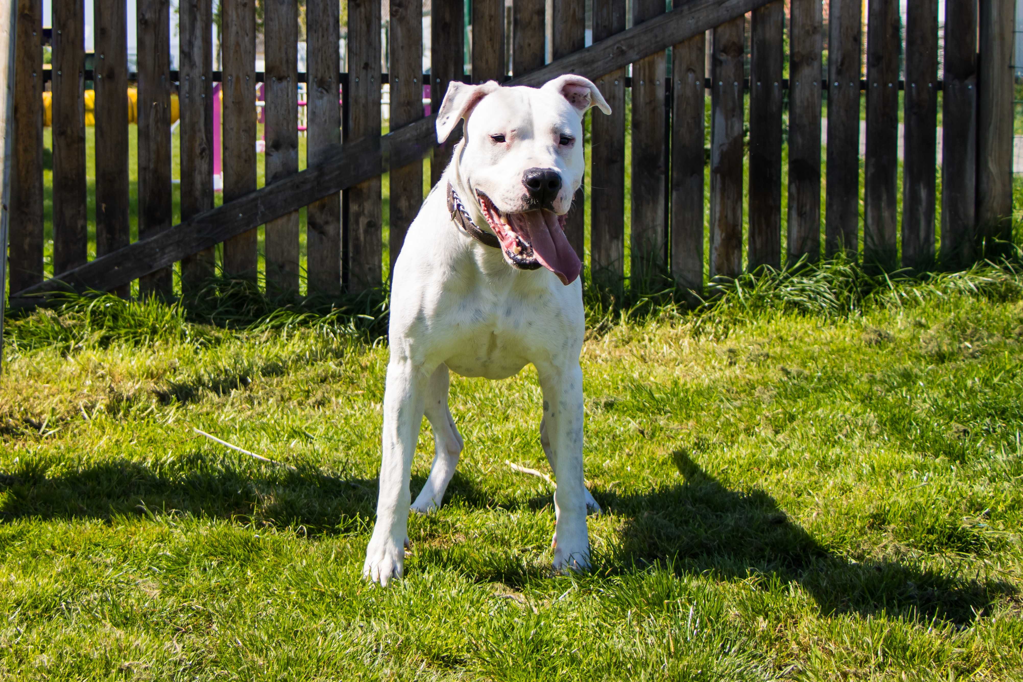 Photo de Diesel