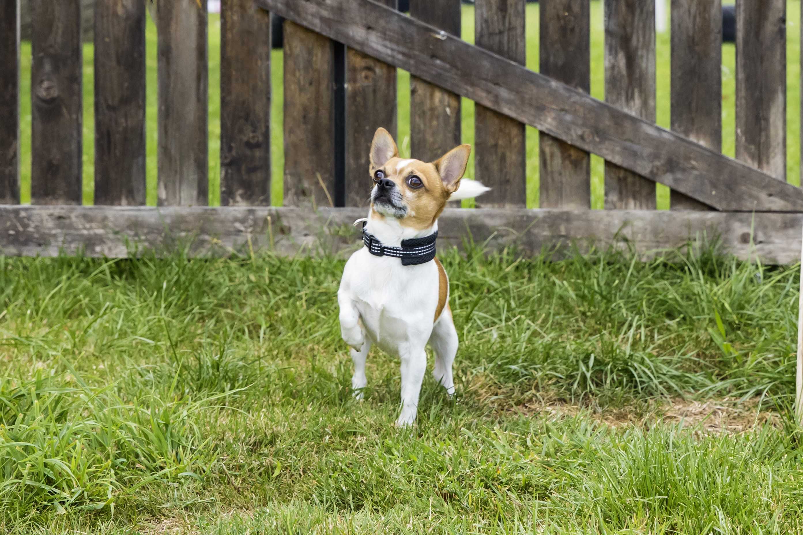 Photo de Pepito